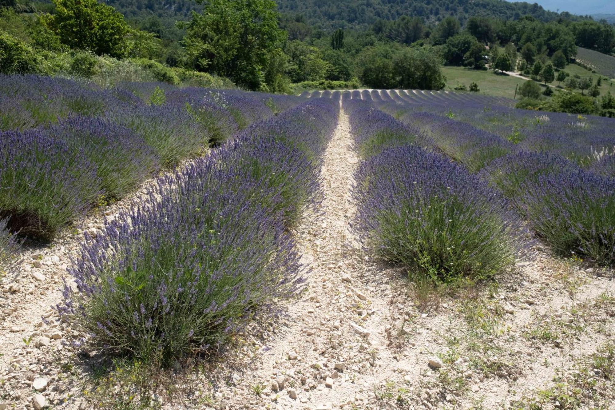 Maison De Campagne La Teranga Au Coeur Du Luberon Apt Dış mekan fotoğraf